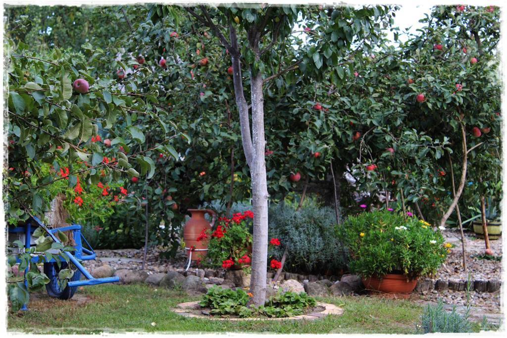 Drzewa owocowe w ogrodzie aranżacje 81
