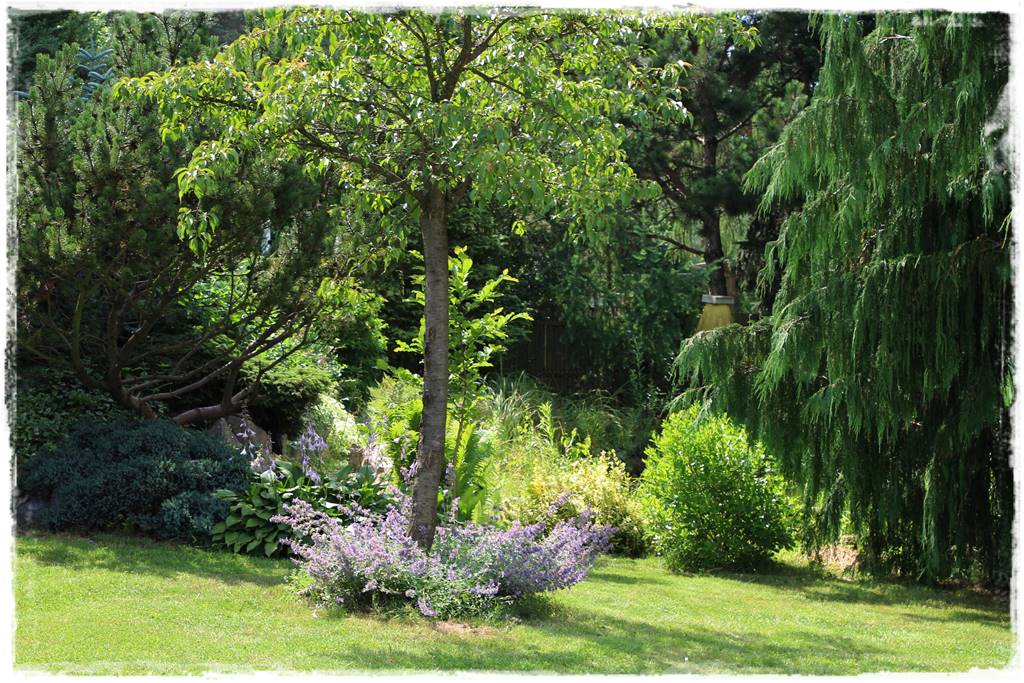 drzewa w ogrodzie aranżacje 8