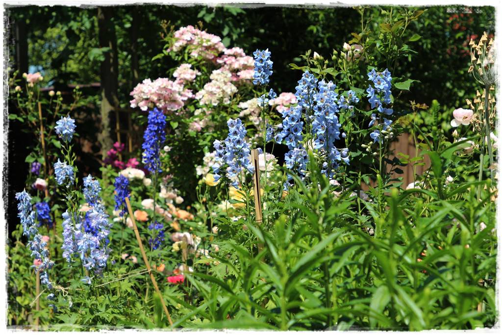Babcine kwiaty w ogrodzie 3b