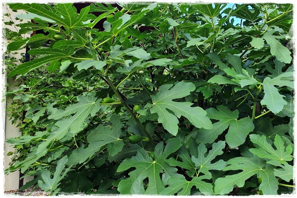 Aranżacja tarasu – rośliny 3zz