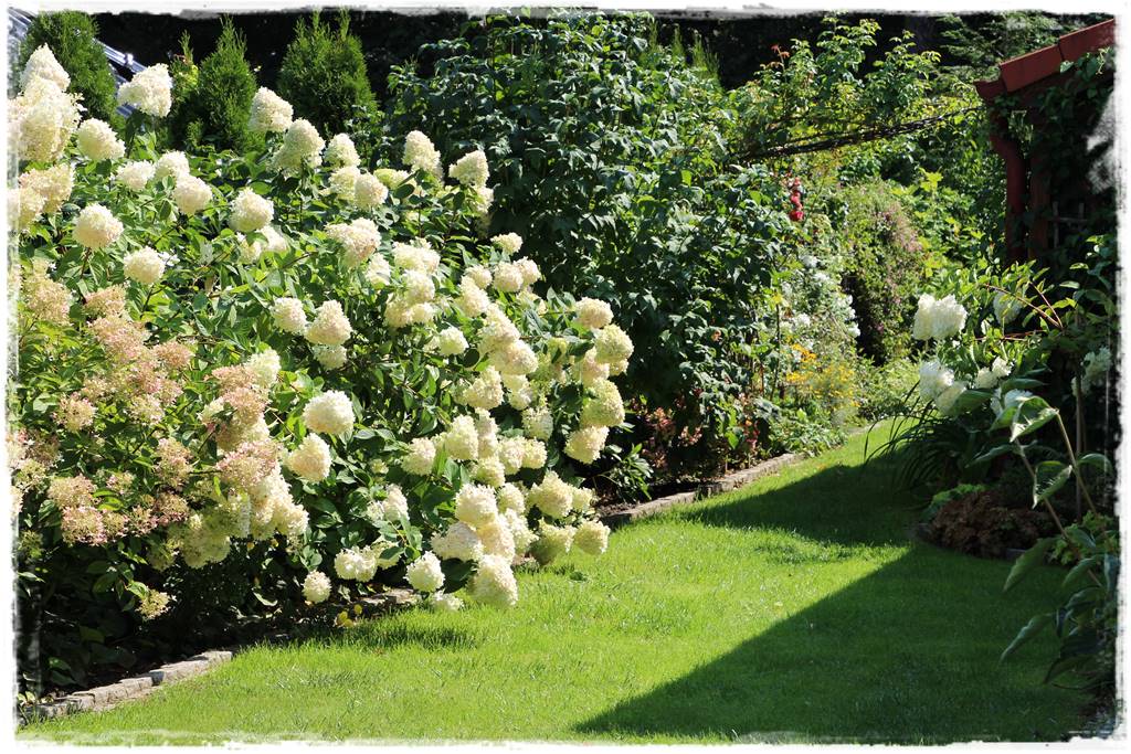 Hortensja bukietowa w ogrodzie aranżacje 60g