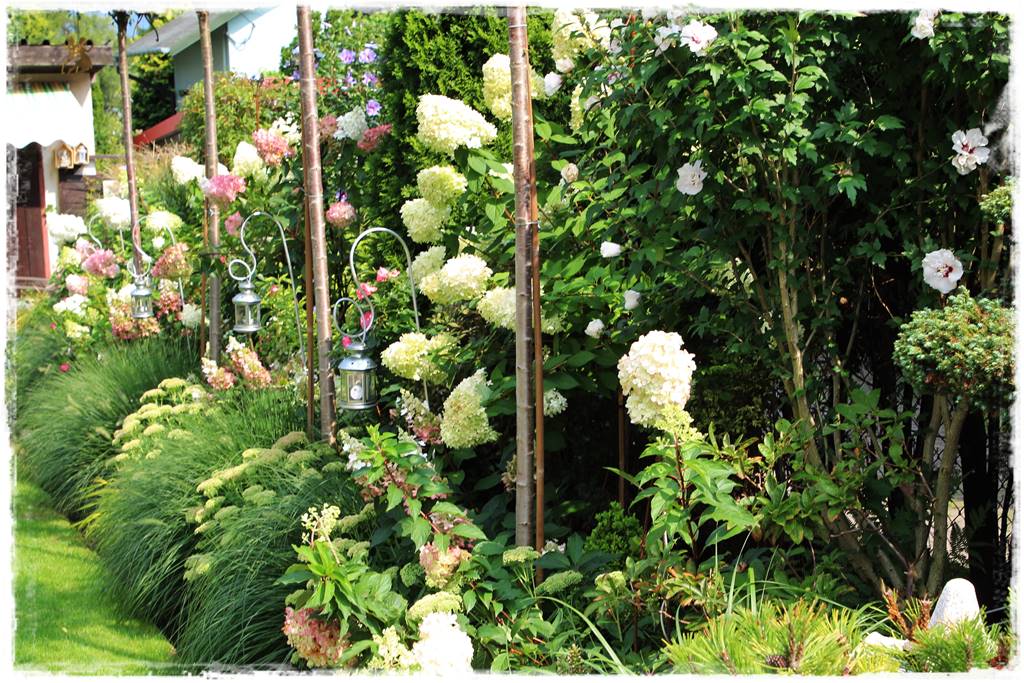 Hortensja bukietowa w ogrodzie aranżacje 60k