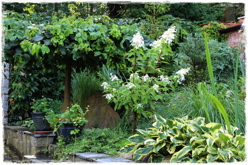 Hortensja bukietowa w ogrodzie aranżacje 70c