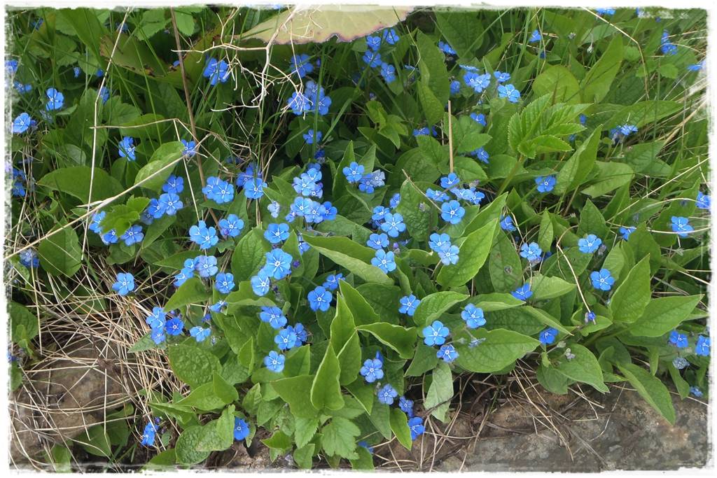 Niebieskie kwiaty 200