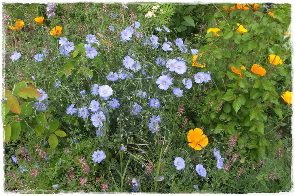 Niebieskie kwiaty 303