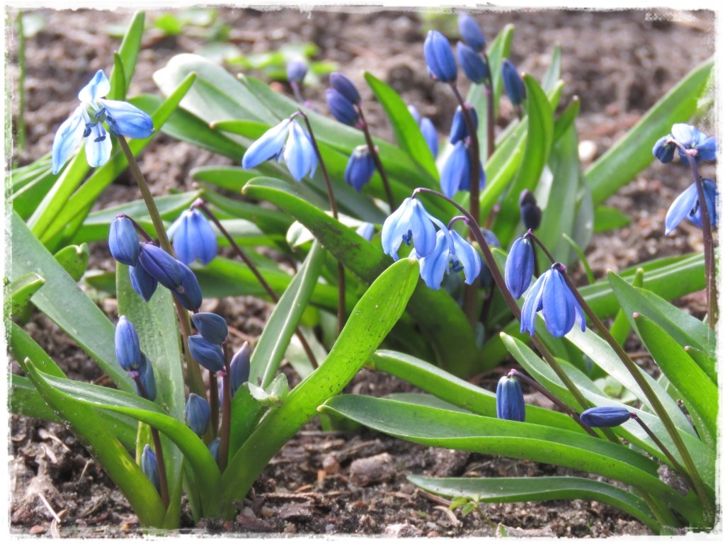 Niebieskie kwiaty 306