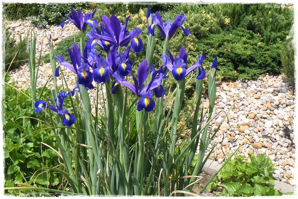 Niebieskie kwiaty 50c