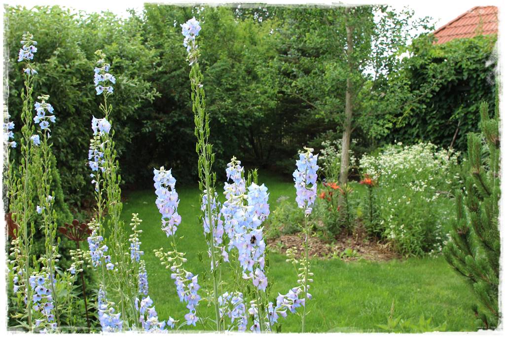 Niebieskie kwiaty 60c