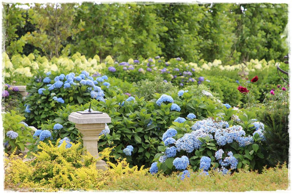 Niebieskie kwiaty 90f