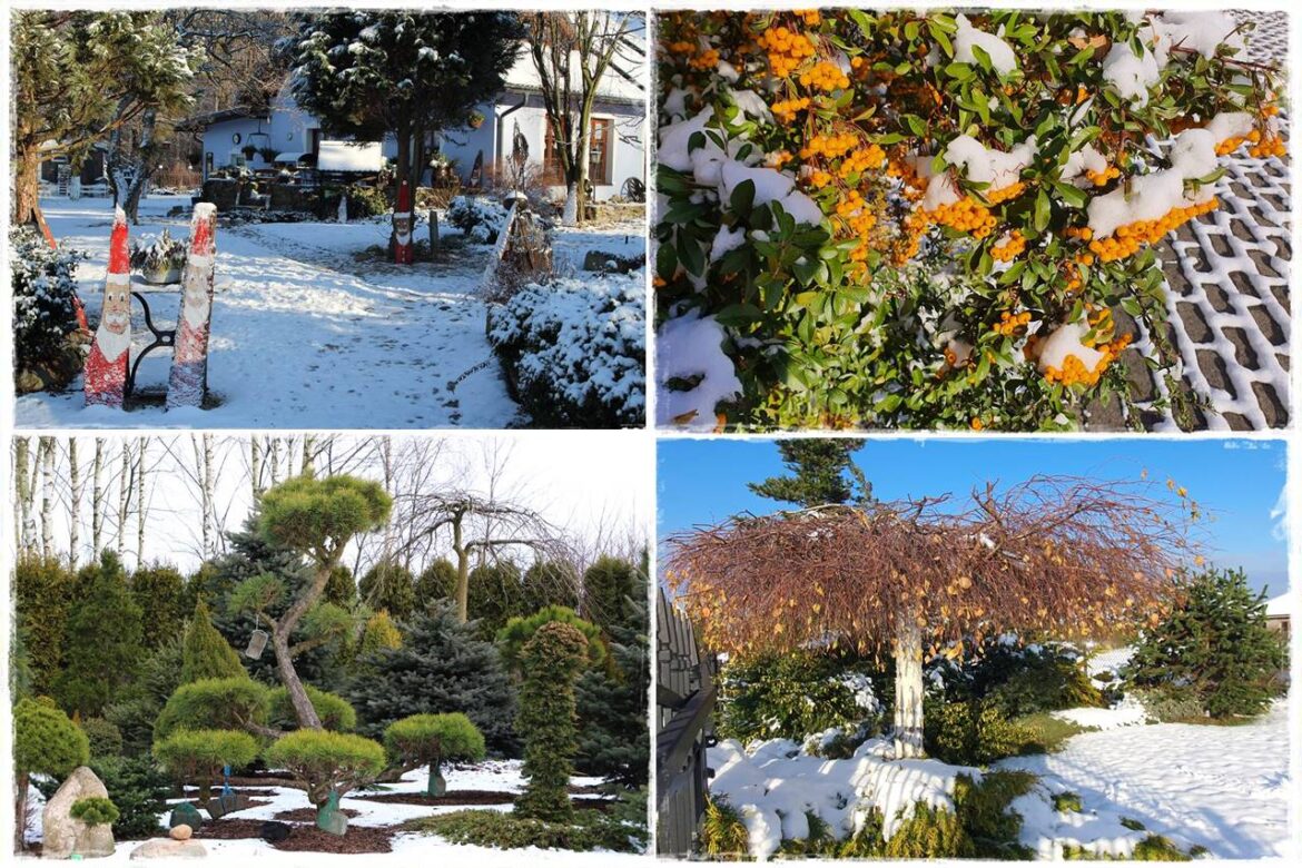 Ogród piękny zimą 1