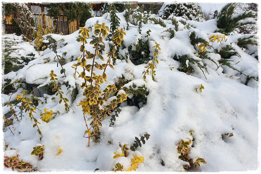 Ogród piękny zimą 11b