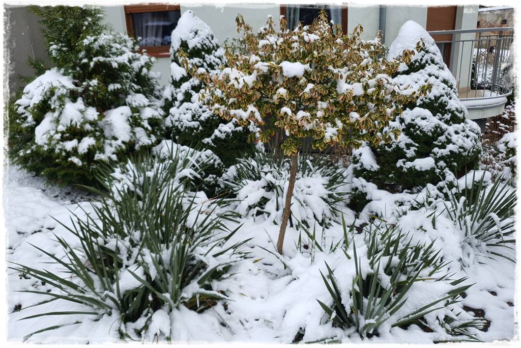 Ogród piękny zimą 11c
