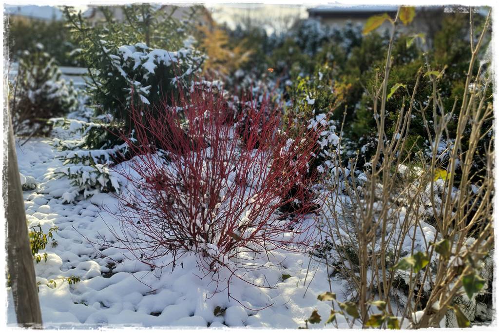 Ogród piękny zimą 41a