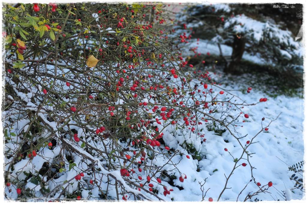 Ogród piękny zimą 50e