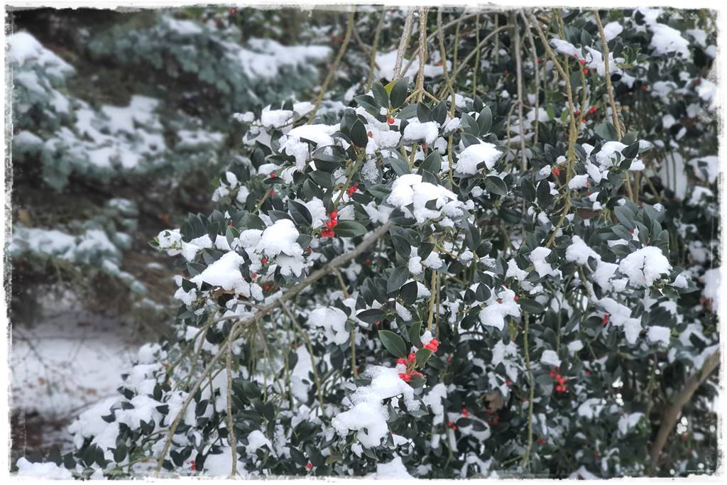 Ogród piękny zimą 51