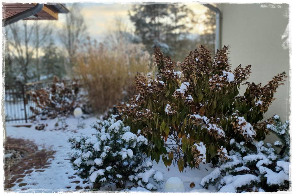 Ogród piękny zimą 60
