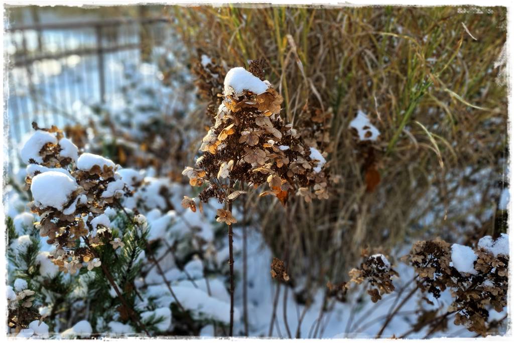 Ogród piękny zimą 60b