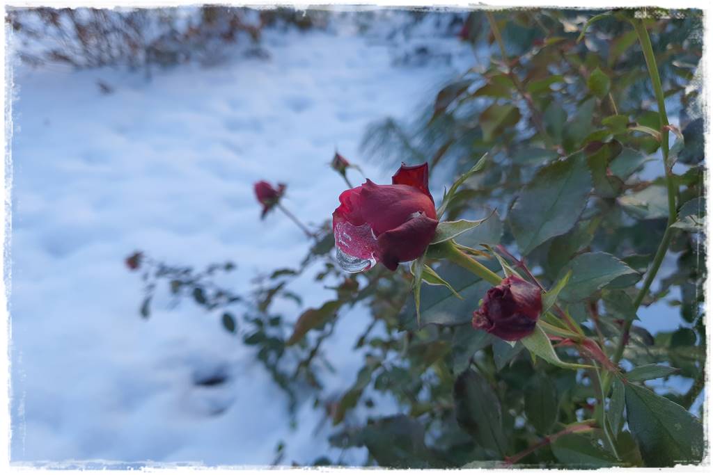 Ogród piękny zimą 61