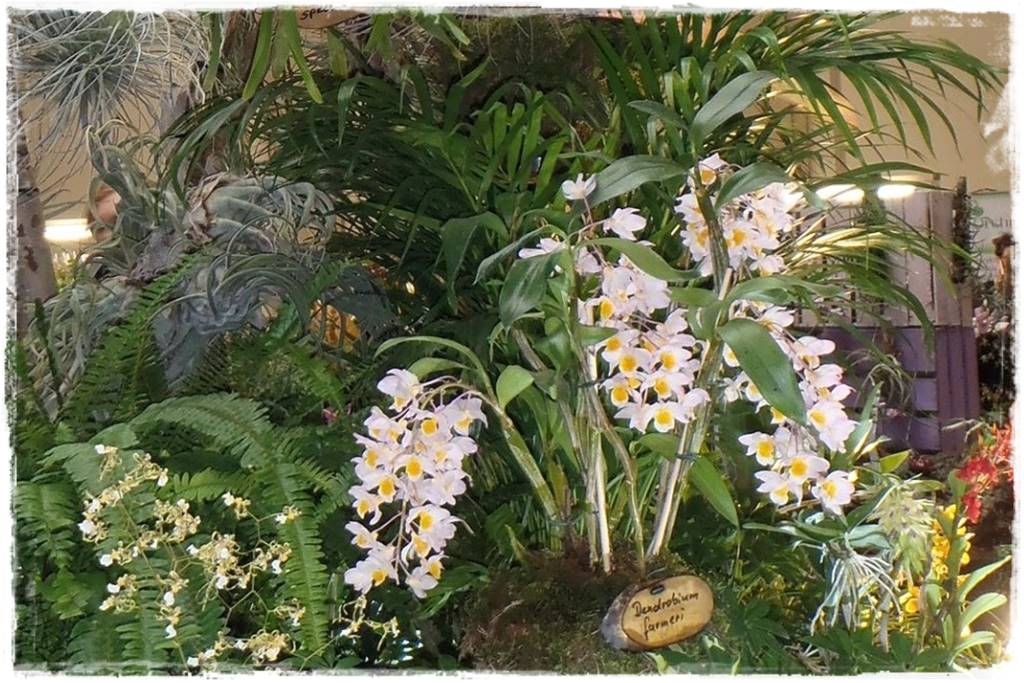 Storczyk Dendrobium 10