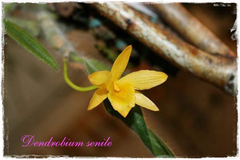 Storczyk Dendrobium 14