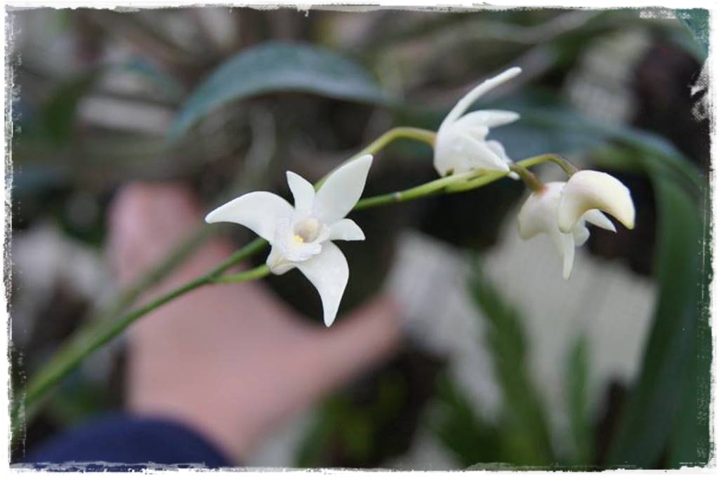 Storczyk Dendrobium 15