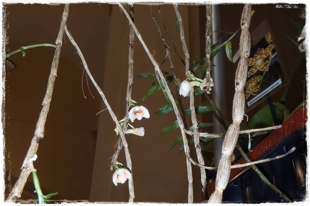 Storczyk Dendrobium 30