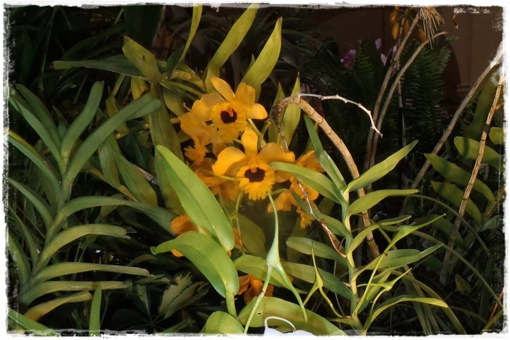 Storczyk Dendrobium 4