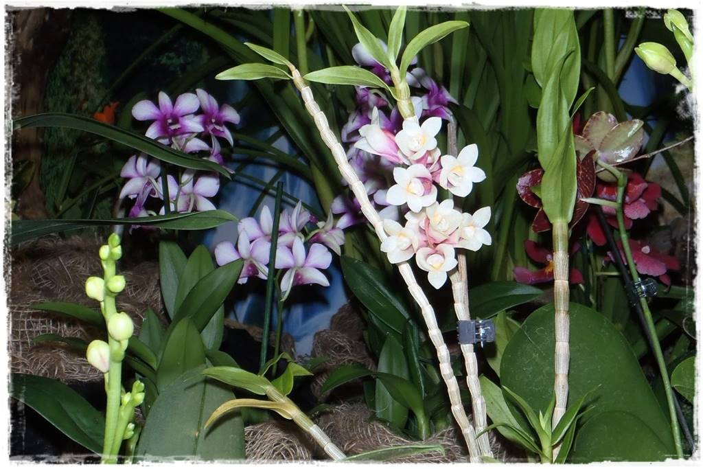 Storczyk Dendrobium 8