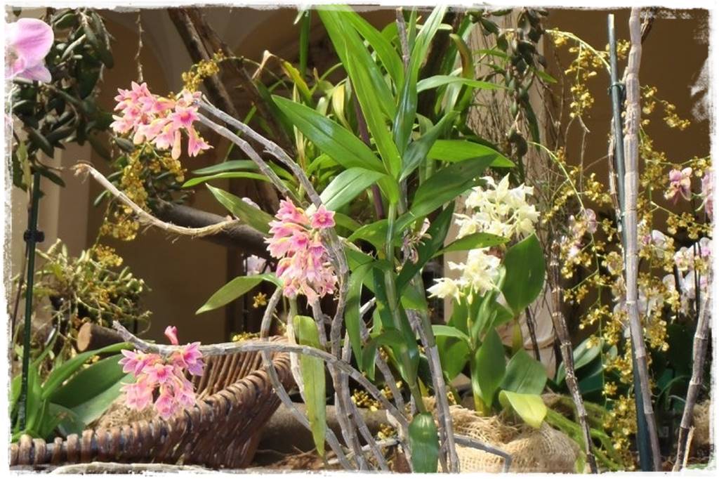 Storczyk Dendrobium 9