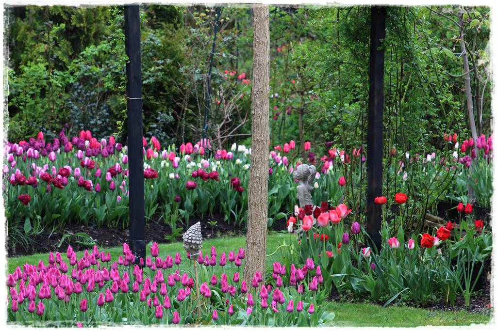 Tulipany w ogrodzie 1