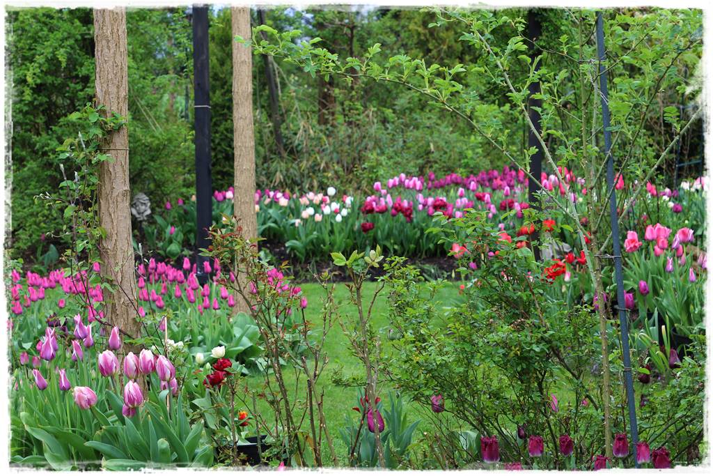 Tulipany w ogrodzie 1a