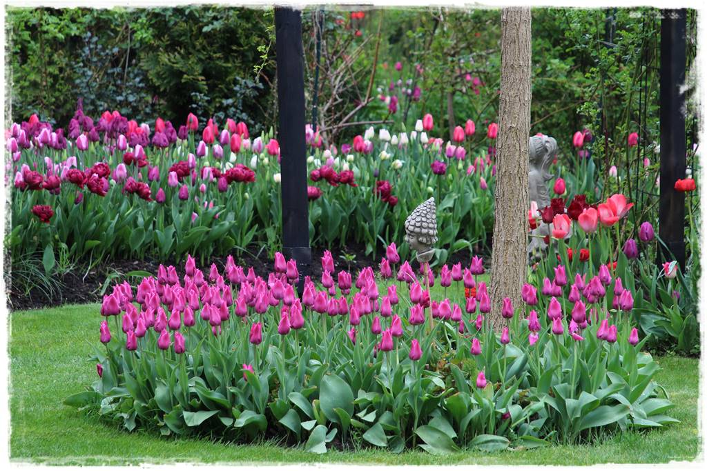 Tulipany w ogrodzie 1b