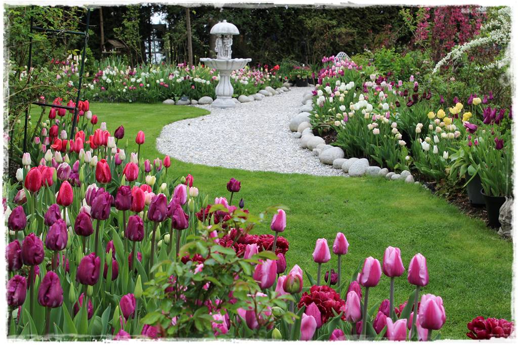 Tulipany w ogrodzie 1d