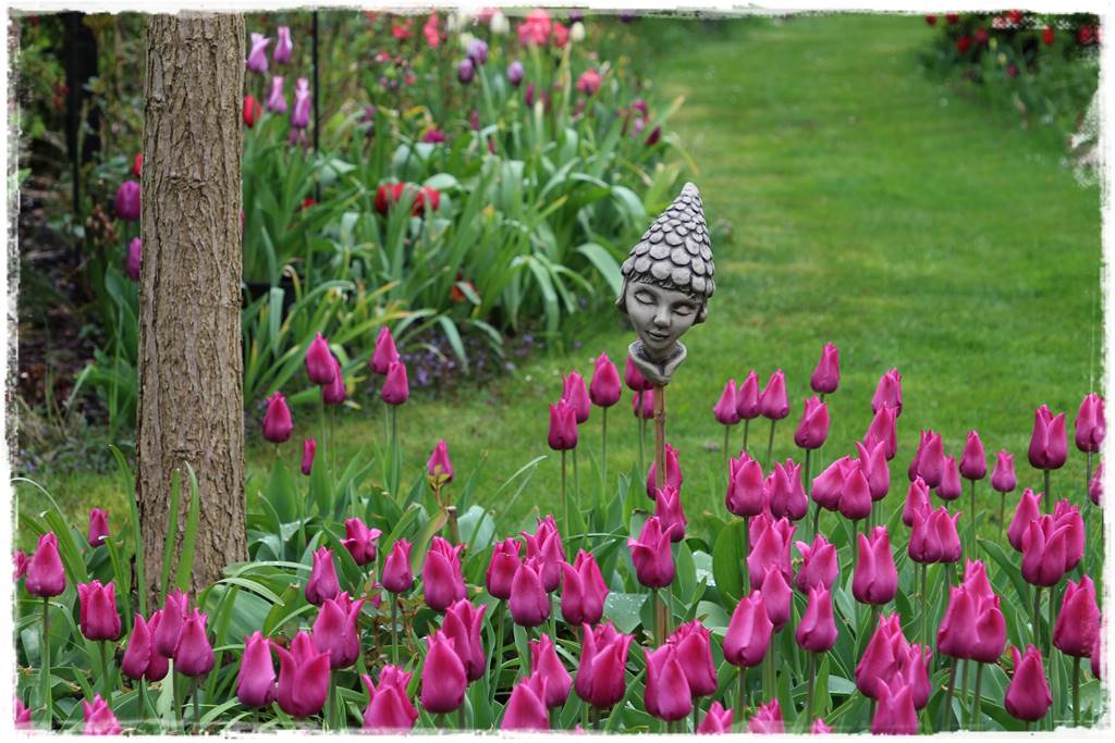 Tulipany w ogrodzie 1e