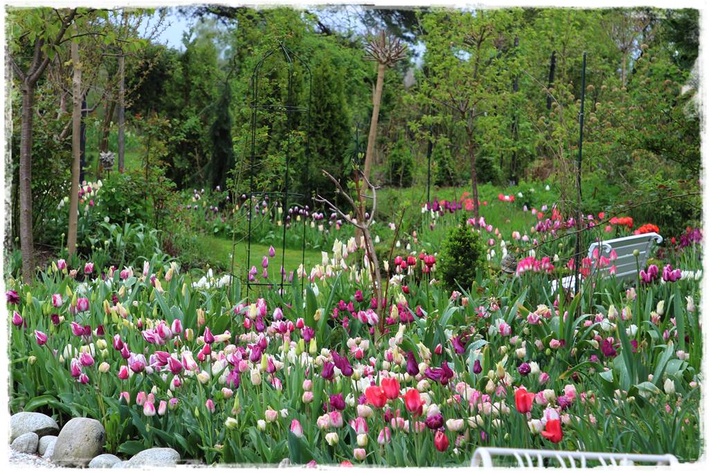 Tulipany w ogrodzie 1f