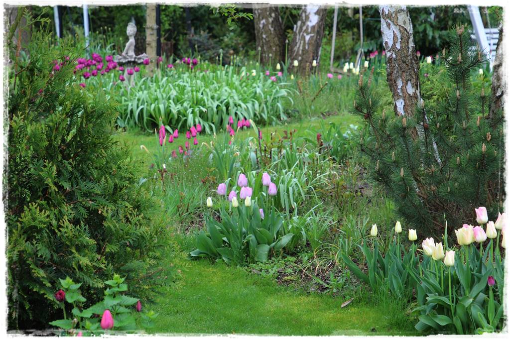 Tulipany w ogrodzie 1h