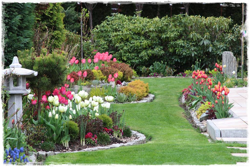 Tulipany w ogrodzie 2b