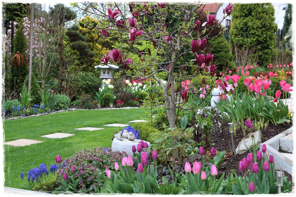 Tulipany w ogrodzie 2d