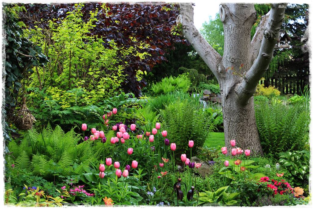 Tulipany w ogrodzie 3