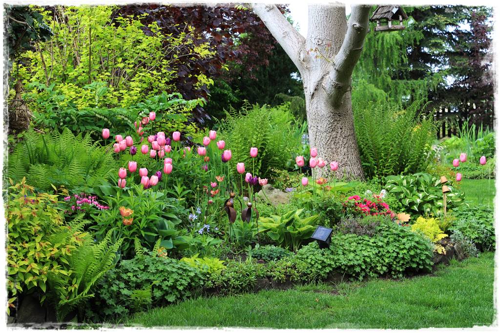 Tulipany w ogrodzie 3b