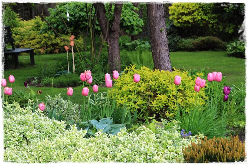 Tulipany w ogrodzie 3c