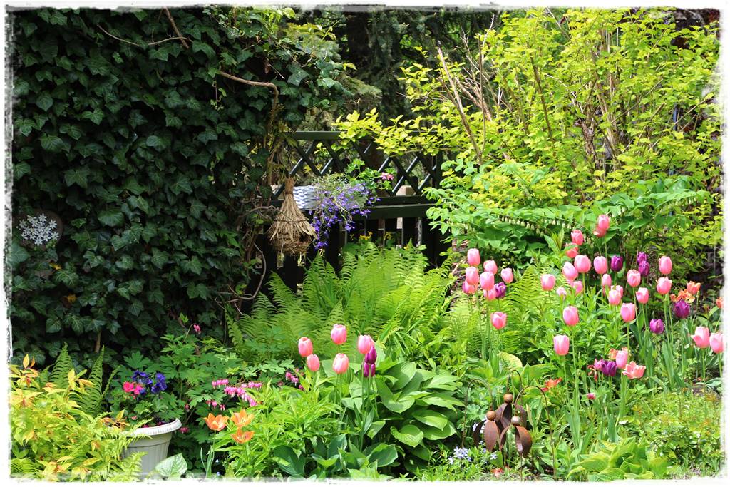 Tulipany w ogrodzie 3d