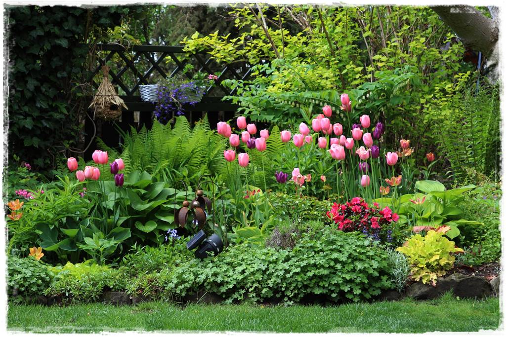 Tulipany w ogrodzie 3e