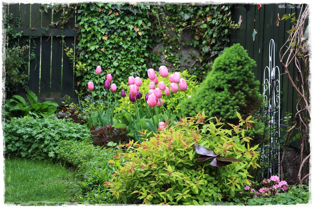 Tulipany w ogrodzie 3g