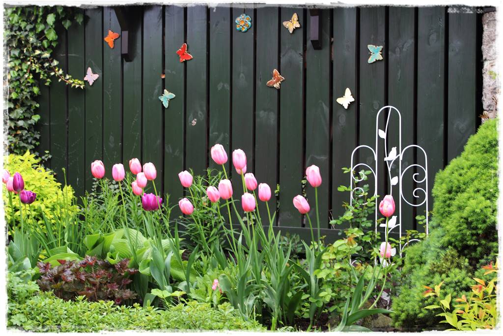 Tulipany w ogrodzie 3h