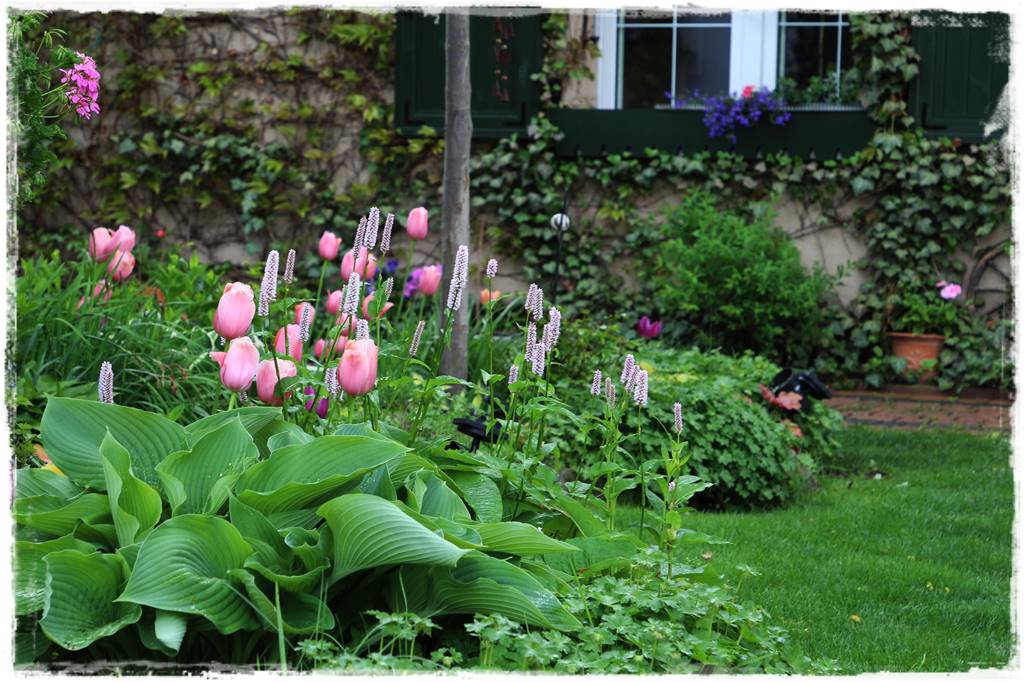 Tulipany w ogrodzie 3i