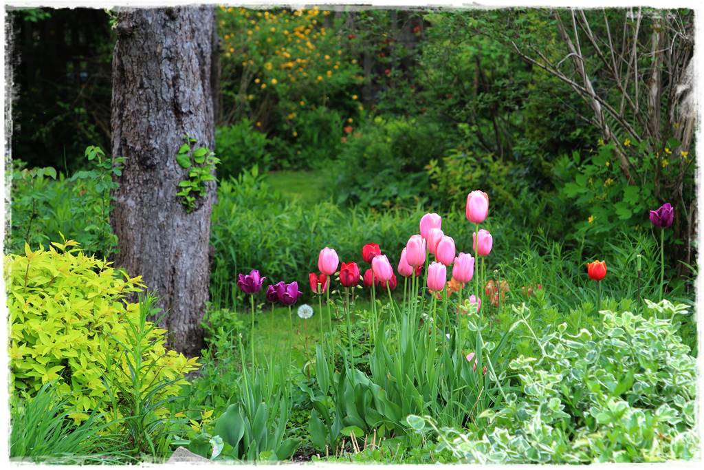 Tulipany w ogrodzie 3j