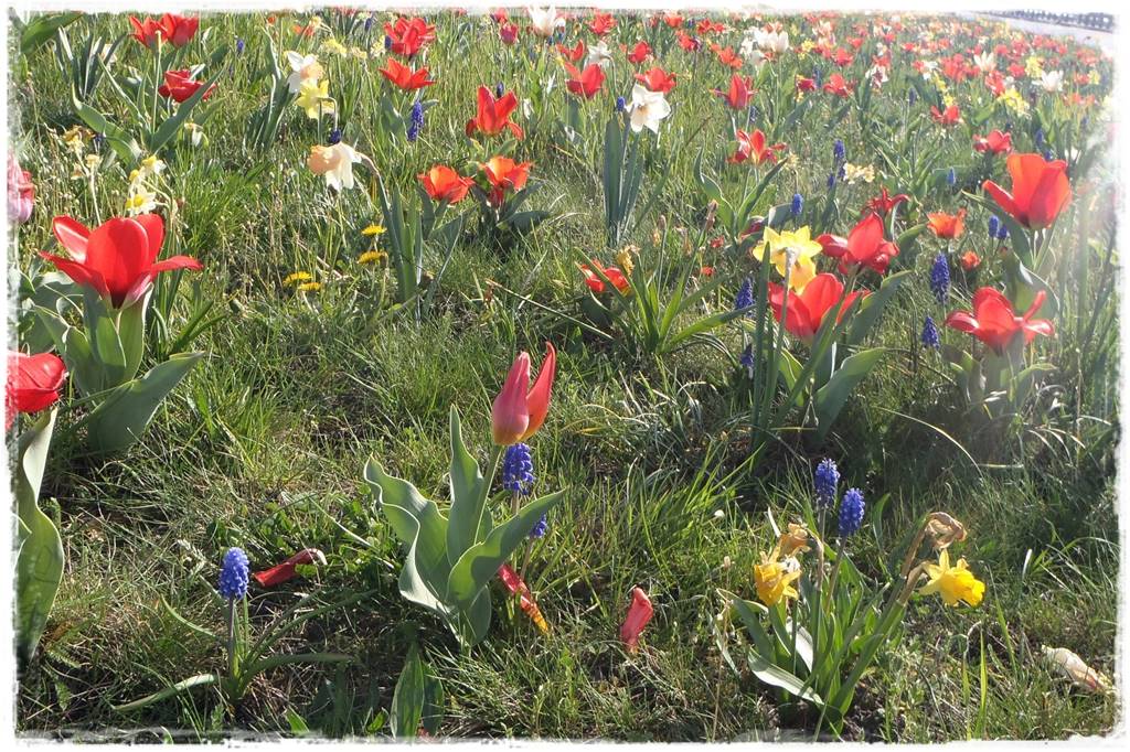 Tulipany w ogrodzie 4a