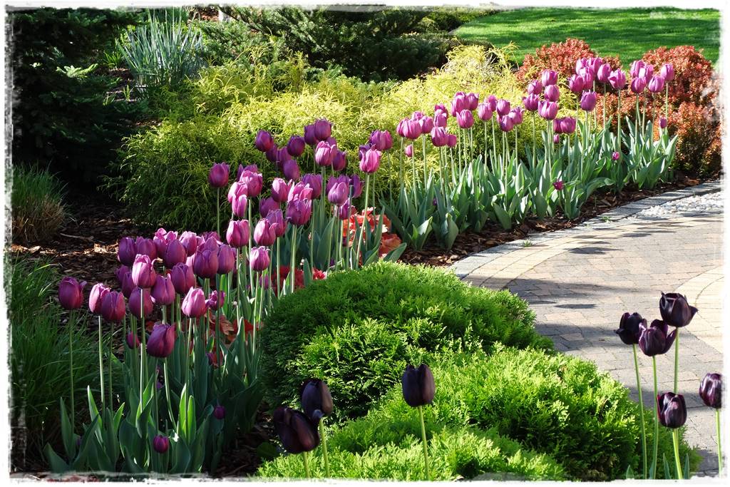Tulipany w ogrodzie 5