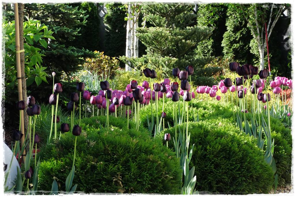 Tulipany w ogrodzie 5a
